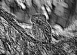 Skamielina