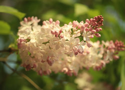 Oryginalny obrazek