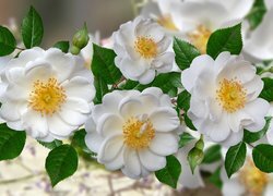 Oryginalny obrazek