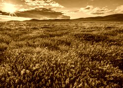 Sepia