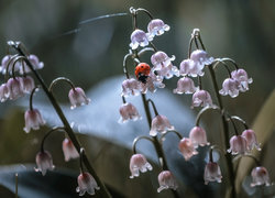 Oryginalny obrazek