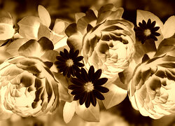 Sepia + Negatyw