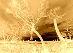 Sepia + Negatyw