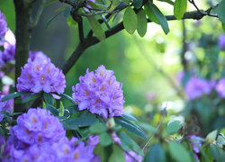 Oryginalny obrazek