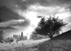 Szary + Sepia