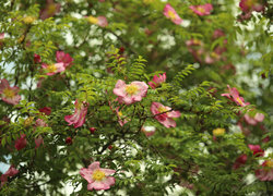 Oryginalny obrazek
