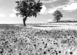 Szary + Sepia