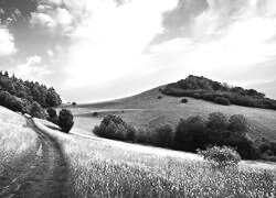 Szary + Sepia