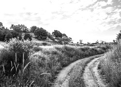 Szary + Sepia