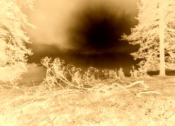Sepia + Negatyw