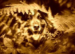 Sepia