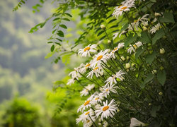 Oryginalny obrazek