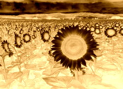 Sepia + Negatyw