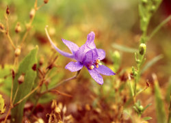 Oryginalny obrazek