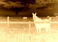 Sepia + Negatyw
