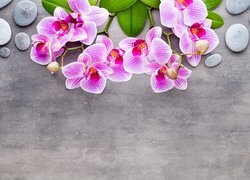 Oryginalny obrazek