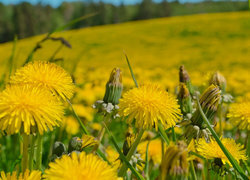 Oryginalny obrazek