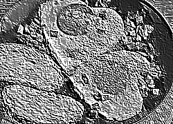Skamielina