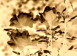 Sepia + Negatyw