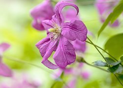 Oryginalny obrazek
