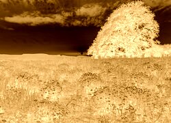 Sepia + Negatyw