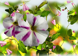 Oryginalny obrazek