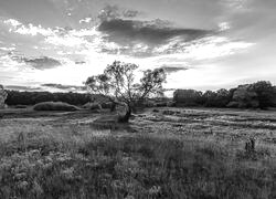 Szary + Sepia