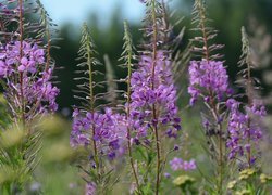 Oryginalny obrazek