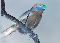 Negatyw