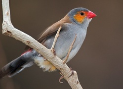 Oryginalny obrazek