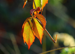 Oryginalny obrazek