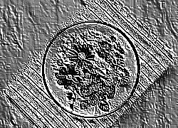 Skamielina