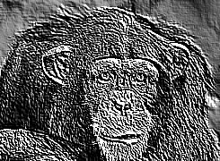 Skamielina