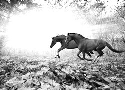 Szary + Sepia