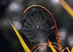 Oryginalny obrazek