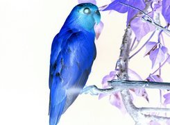 Negatyw