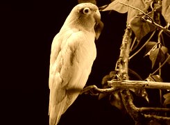 Sepia