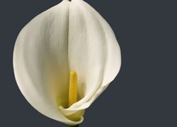 Oryginalny obrazek