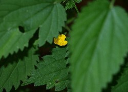Oryginalny obrazek