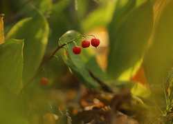 Oryginalny obrazek