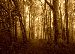 Sepia