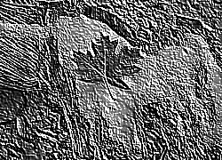 Skamielina