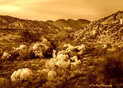 Sepia