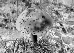 Szary + Negatyw