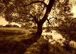 Sepia