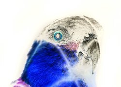 Negatyw