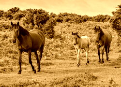 Sepia