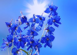 Oryginalny obrazek