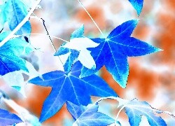 Negatyw