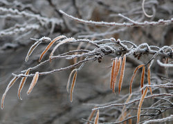 Oryginalny obrazek